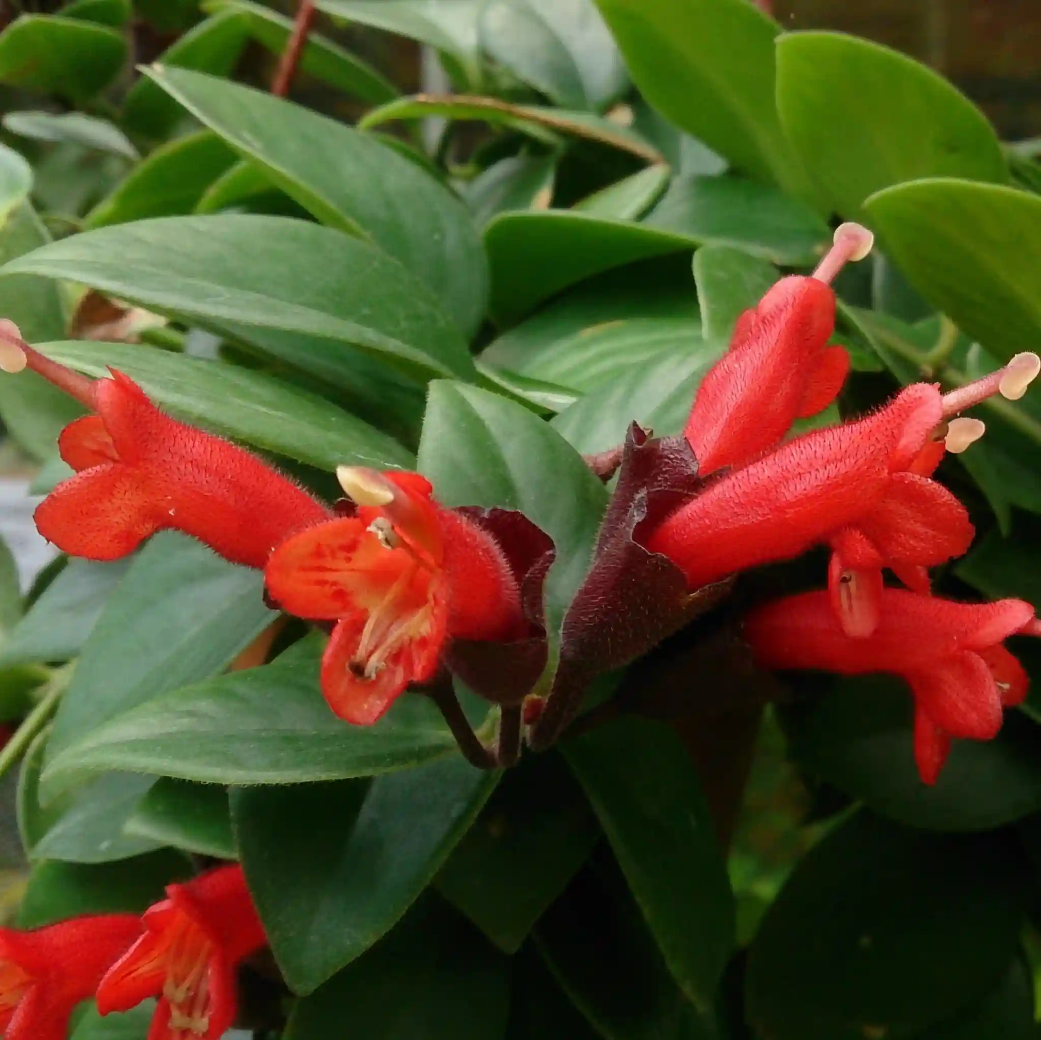 Lipstick Plant